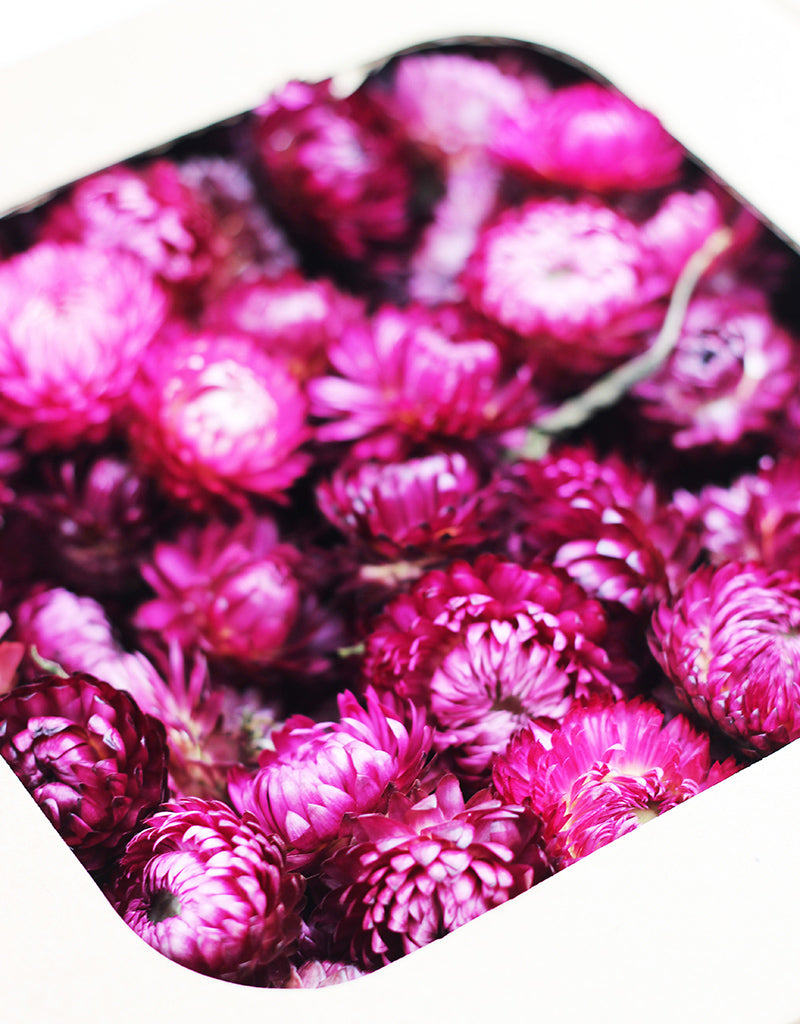 Wholesale Dried Helichrysum Heads