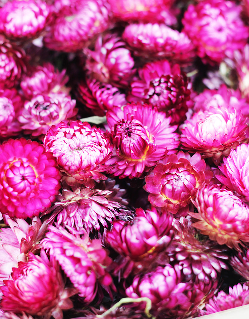 Dried Helichrysum Heads wholesale