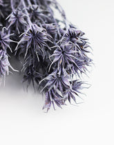 dried lilac  flowers