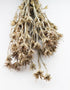 Dried Nigella Orientalis
