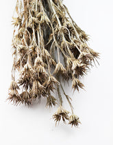 white dried flowers uk