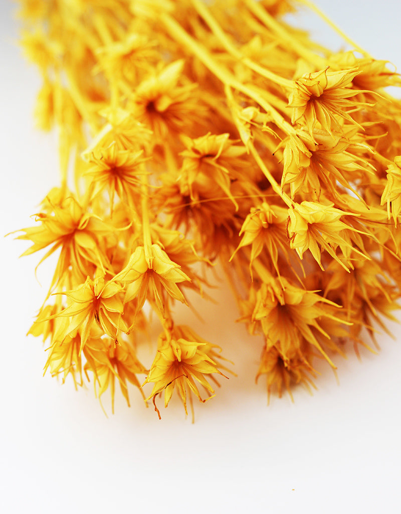 Yellow Nigella Orientalis