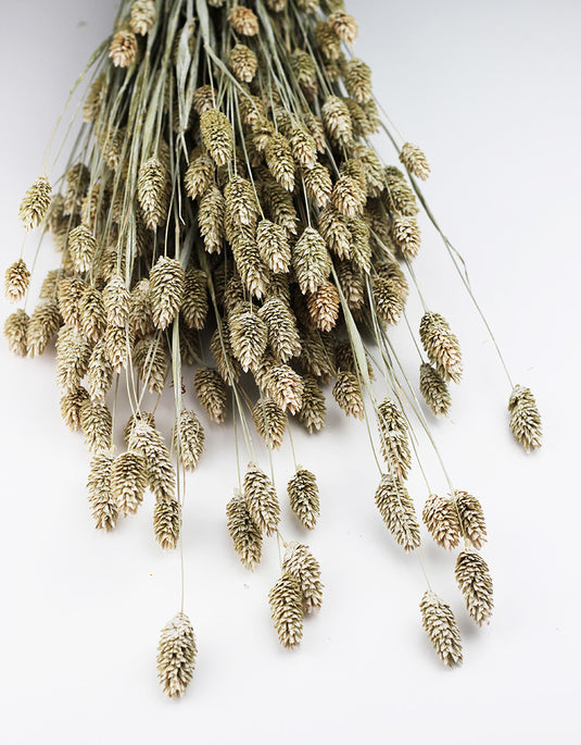Buy Dried Flowers Online in UK Leading Dried Flowers Suppliers Page