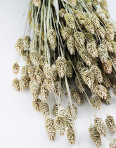 dried phalaris grass