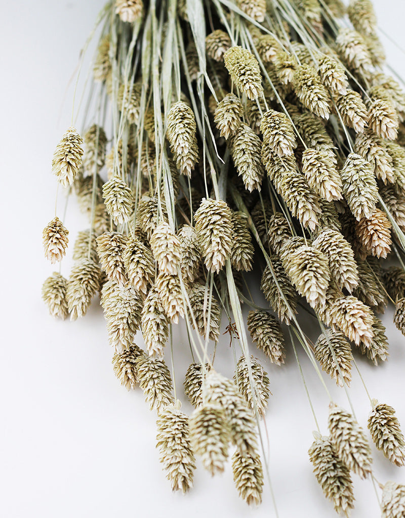 dried phalaris grass