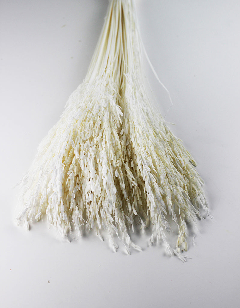 Dried Rice Flowers Bleached Bunch - 55 cm l Dried Rice Flowers