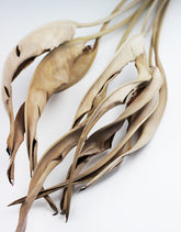 Dried Strelitzia leaves UK