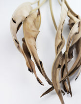 Dried Strelitzia Leaves Bunch