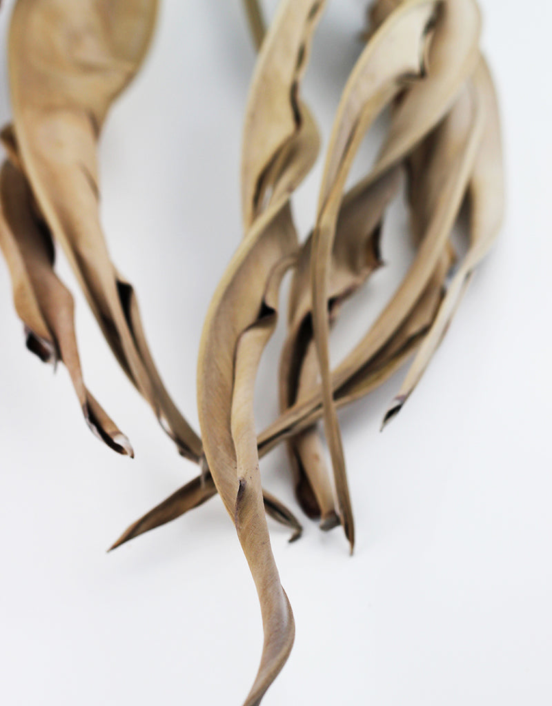 Dried birds of paradise leaves