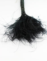 Dried Stypha Penata