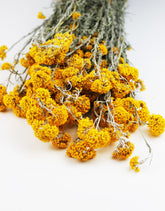 Dried Sanfordii