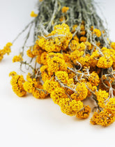Yellow Dried Sanfordii Flowers