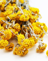 Wholesale Yellow Dried Flowers