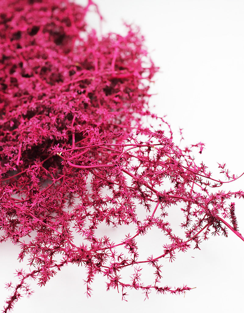 Dried Asparagus Flowers