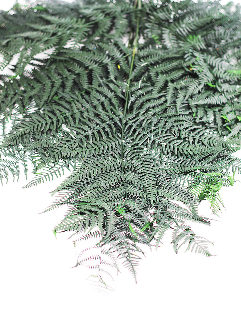 PRESERVED BRACKEN FERN