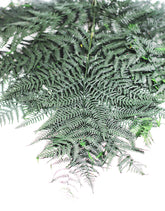 Preserved Bracken Fern