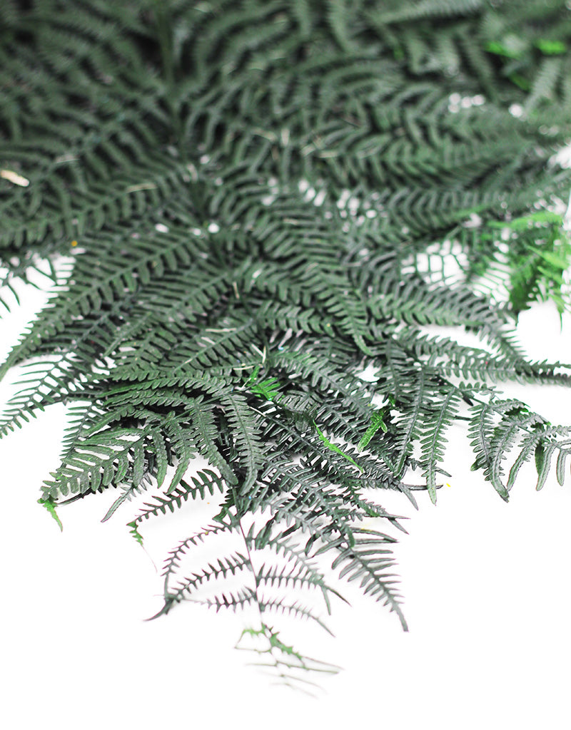 Large Preserved Bracken Fern