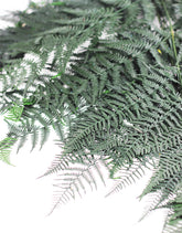 Green Preserved Bracken Fern