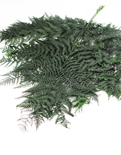 Large Preserved Bracken Fern