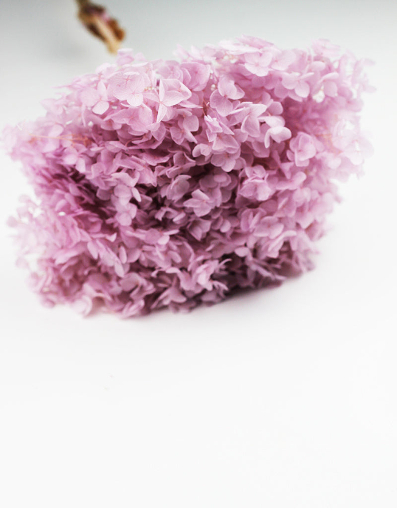 Pink preserved hydrangeas