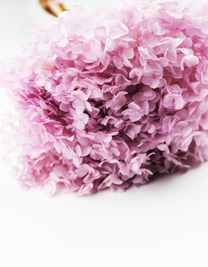 dried hydrangeas wholesale