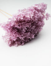 dried hydrangea