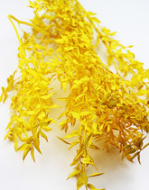 Wholesale ruscus dried flowers