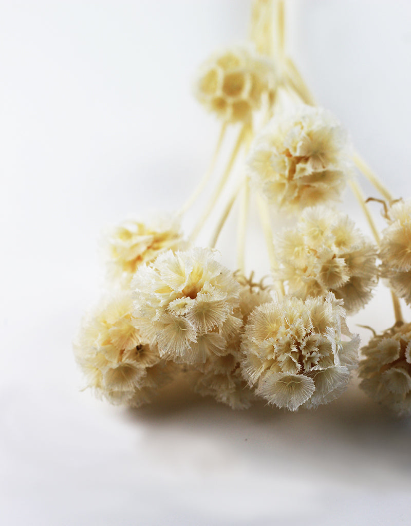 Bleached Preserved Scabiosa