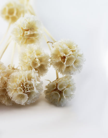 Preserved Scabiosa flowers