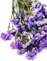 statice flowers