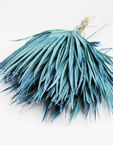 Blue Dried Chamaerops Palm