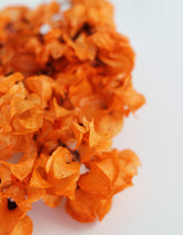 Dried Bougainvillea orange