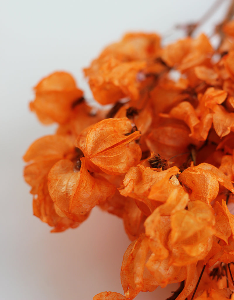 Dried Bougainvillea flowers