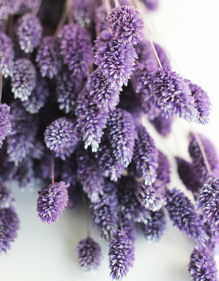 Buy Dried Flowers Online in UK Leading Dried Flowers Suppliers Page