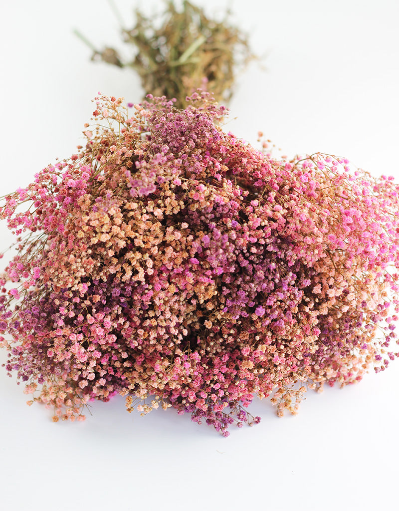 preserved gypsophila