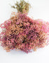 preserved gypsophila