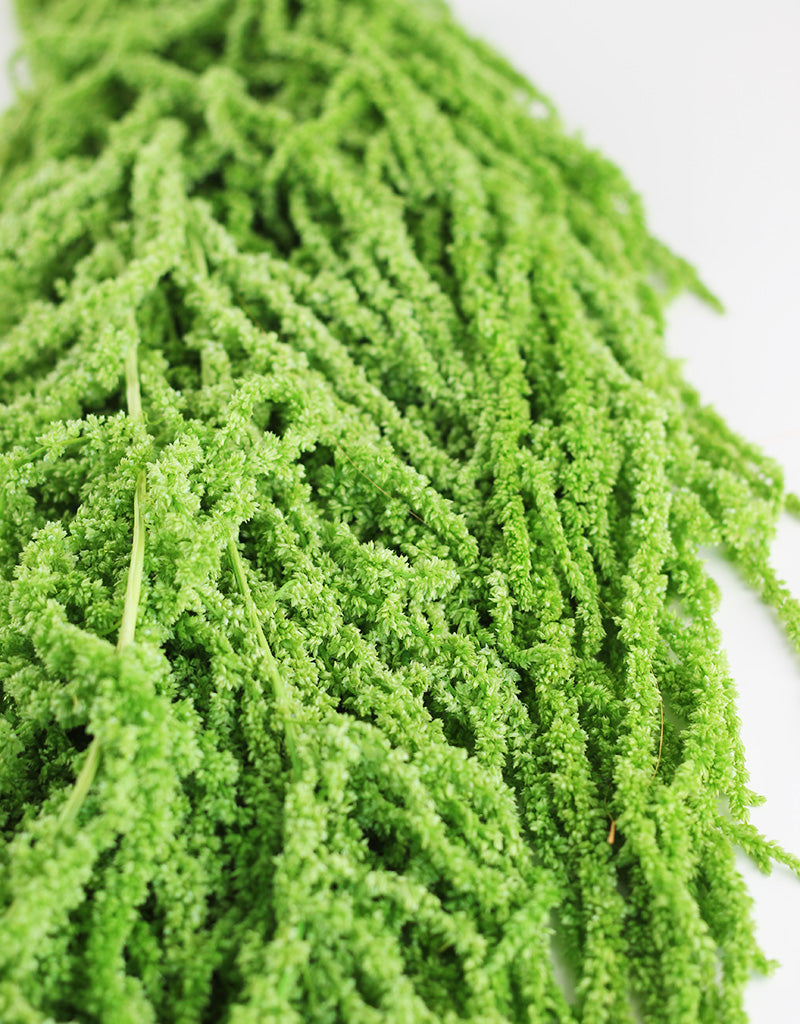 green wholesale amaranthus