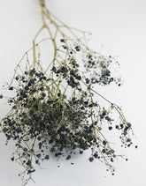Dried Gypsophila Flowers Bunch