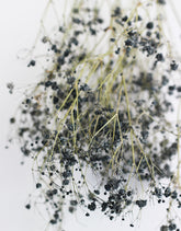 Bulk Gypsophila UK