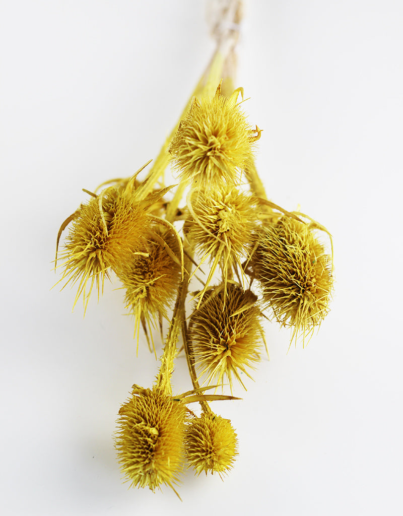 Dried Cardi Flowers