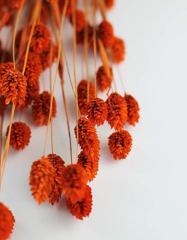 Buy Dried Flowers Online in UK Leading Dried Flowers Suppliers Page