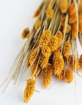 Yellow Dried Phalaris 