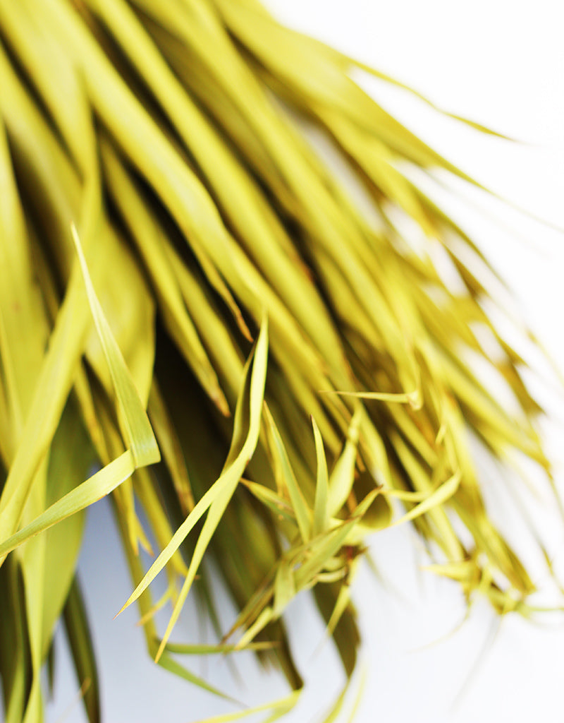 yellow palm leaves