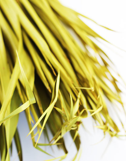 yellow palm leaves