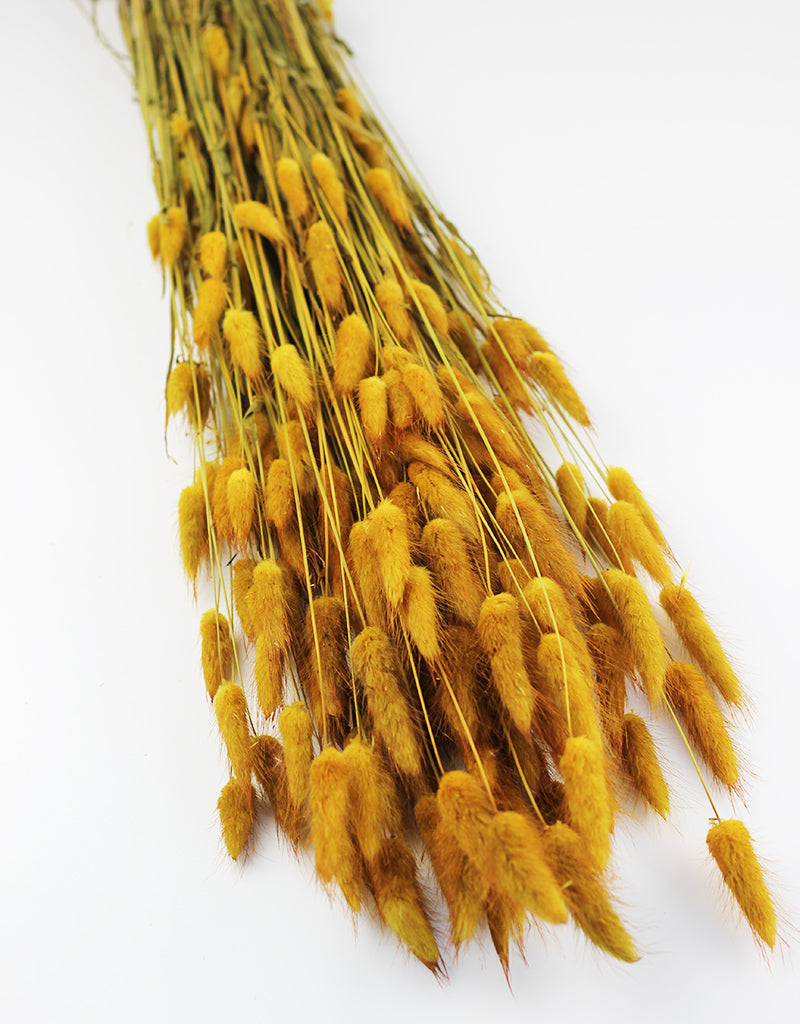 yellow dried bunny tail grass