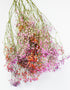 Dried Gypsophila Flowers Rainbow