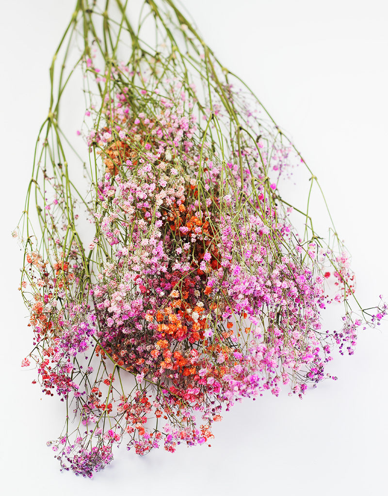 Dried Gypsophila Flowers Rainbow