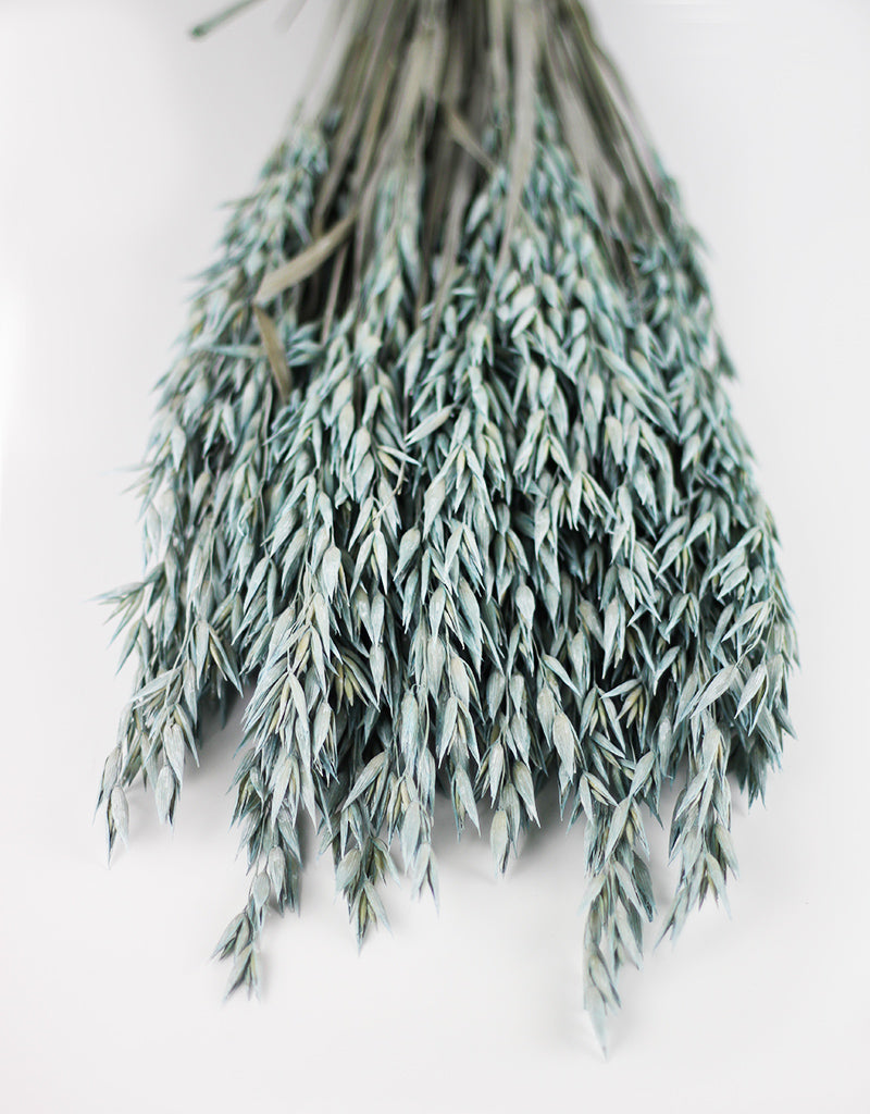Dried Oat Avena
