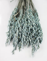 Dried Oat Avena