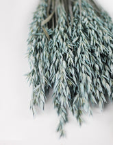 Wholesale Dried Oat Avena